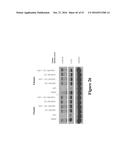 METHODS FOR DETERMINING DRUG EFFICACY FOR THE TREATMENT OF DIFFUSE LARGE     B-CELL LYMPHOMA, MULTIPLE MYELOMA, AND MYELOID CANCERS diagram and image