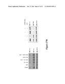 METHODS FOR DETERMINING DRUG EFFICACY FOR THE TREATMENT OF DIFFUSE LARGE     B-CELL LYMPHOMA, MULTIPLE MYELOMA, AND MYELOID CANCERS diagram and image