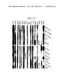 METHOD FOR PREDICTING ANTITUMOR EFFICACY OF HSP90 INHIBITOR IN CANCER     TREATMENT diagram and image