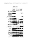 METHOD FOR PREDICTING ANTITUMOR EFFICACY OF HSP90 INHIBITOR IN CANCER     TREATMENT diagram and image