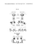 REACTIVATION OF X CHROMOSOME GENES diagram and image