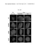 REACTIVATION OF X CHROMOSOME GENES diagram and image