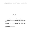 REACTIVATION OF X CHROMOSOME GENES diagram and image