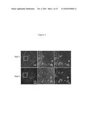 URIDINE DIPHOSPHATE DERIVATIVES, COMPOSITIONS AND METHODS FOR TREATING     NEURODEGENERATIVE DISORDERS diagram and image