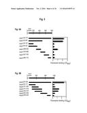 INTERACTION OF MORAXELLA CATARRHALIS WITH EPITHELIAL CELLS, EXTRACELLULAR     MATRIX PROTEINS AND THE COMPLEMENT SYSTEM diagram and image