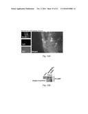 POLYPEPTIDES TARGETING GLYCOSYLATED MUC2 PROTEINS, METHODS OF SYNTHESIS,     THEIR NUCLEIC ACIDS AND USES THEREOF diagram and image