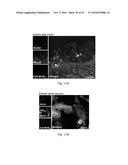 POLYPEPTIDES TARGETING GLYCOSYLATED MUC2 PROTEINS, METHODS OF SYNTHESIS,     THEIR NUCLEIC ACIDS AND USES THEREOF diagram and image