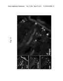 POLYPEPTIDES TARGETING GLYCOSYLATED MUC2 PROTEINS, METHODS OF SYNTHESIS,     THEIR NUCLEIC ACIDS AND USES THEREOF diagram and image