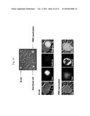 POLYPEPTIDES TARGETING GLYCOSYLATED MUC2 PROTEINS, METHODS OF SYNTHESIS,     THEIR NUCLEIC ACIDS AND USES THEREOF diagram and image