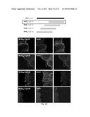 POLYPEPTIDES TARGETING GLYCOSYLATED MUC2 PROTEINS, METHODS OF SYNTHESIS,     THEIR NUCLEIC ACIDS AND USES THEREOF diagram and image