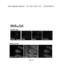 POLYPEPTIDES TARGETING GLYCOSYLATED MUC2 PROTEINS, METHODS OF SYNTHESIS,     THEIR NUCLEIC ACIDS AND USES THEREOF diagram and image