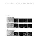 POLYPEPTIDES TARGETING GLYCOSYLATED MUC2 PROTEINS, METHODS OF SYNTHESIS,     THEIR NUCLEIC ACIDS AND USES THEREOF diagram and image