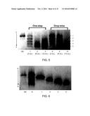 METHOD FOR PREPARING SINGLE-VALENT, MODIFIED AVIDIN-LIKE MOLECULES AND     MODIFIED FUNCTIONAL CONJUGATES diagram and image