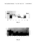 METHOD FOR PREPARING SINGLE-VALENT, MODIFIED AVIDIN-LIKE MOLECULES AND     MODIFIED FUNCTIONAL CONJUGATES diagram and image