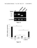 ISOFORM OF THE TGF-BETA RECEPTOR II diagram and image