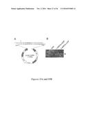 DRG11-RESPONSIVE (DRAGON) GENE AND USES THEREOF diagram and image