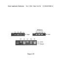 DRG11-RESPONSIVE (DRAGON) GENE AND USES THEREOF diagram and image