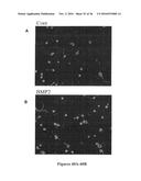 DRG11-RESPONSIVE (DRAGON) GENE AND USES THEREOF diagram and image