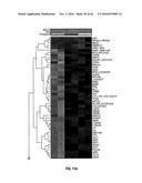 METHODS FOR THE TREATMENT OF CANCER AND INFLAMMATORY DISEASES USING     CEREBLON AS A PREDICTOR diagram and image