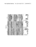 ANTI-TRKA  ANTIBODIES WITH ENHANCED INHIBITORY PROPERTIES AND DERIVATIVES     THEREOF diagram and image