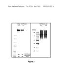 CLOSTRIDIUM DIFFICILE ANTIGENS diagram and image