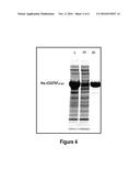 CLOSTRIDIUM DIFFICILE ANTIGENS diagram and image