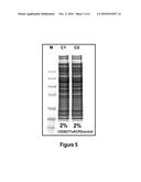 CLOSTRIDIUM DIFFICILE ANTIGENS diagram and image