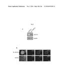 CULTURING PLURIPOTENT STEM CELLS diagram and image