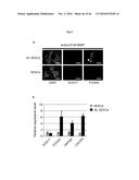 CULTURING PLURIPOTENT STEM CELLS diagram and image