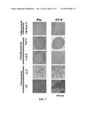 Stem Cells Derived from Pure Chorionic Trophoblast Layer and Cell Therapy     Comprising Same diagram and image