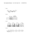 PROPHYLACTIC AND THERAPEUTIC AGENTS FOR FGFR3 DISEASES AND SCREENING     METHOD FOR THE SAME diagram and image