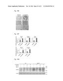 PROPHYLACTIC AND THERAPEUTIC AGENTS FOR FGFR3 DISEASES AND SCREENING     METHOD FOR THE SAME diagram and image