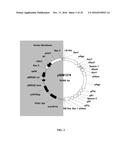 POTATO CULTIVAR V11 diagram and image