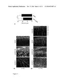 THERAPEUTIC USE OF VEGFR-3 LIGANDS diagram and image