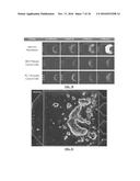 Microfluidic Cell Culture Systems diagram and image