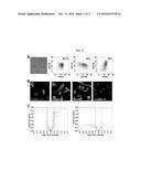 METHOD FOR THE ISOLATION, PURIFICATION AND AMPLIFICATION OF RENAL     PROGENITORS CD133+CD24+ FROM THE URINE OF PATIENTS SUFFERING FROM RENAL     DISEASES diagram and image