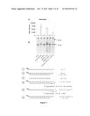 5  TRIPHOSPHATE OLIGONUCLEOTIDE WITH BLUNT END AND USES THEREOF diagram and image