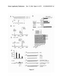 5  TRIPHOSPHATE OLIGONUCLEOTIDE WITH BLUNT END AND USES THEREOF diagram and image