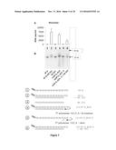 5  TRIPHOSPHATE OLIGONUCLEOTIDE WITH BLUNT END AND USES THEREOF diagram and image