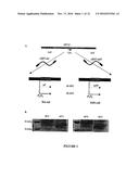 DNA VECTOR PRODUCTION SYSTEM diagram and image