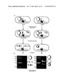 DNA VECTOR PRODUCTION SYSTEM diagram and image