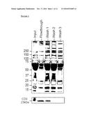 MICROPARTICLE FRACTIONATION diagram and image