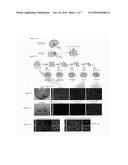 PURIFICATION OF FUNCTIONAL HUMAN ASTROCYTES diagram and image