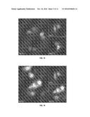 PEPTIDES DERIVED FROM GSE 24.2 FOR TREATING DISEASES CAUSED BY OXIDATIVE     STRESS AND DAMAGE TO DNA diagram and image