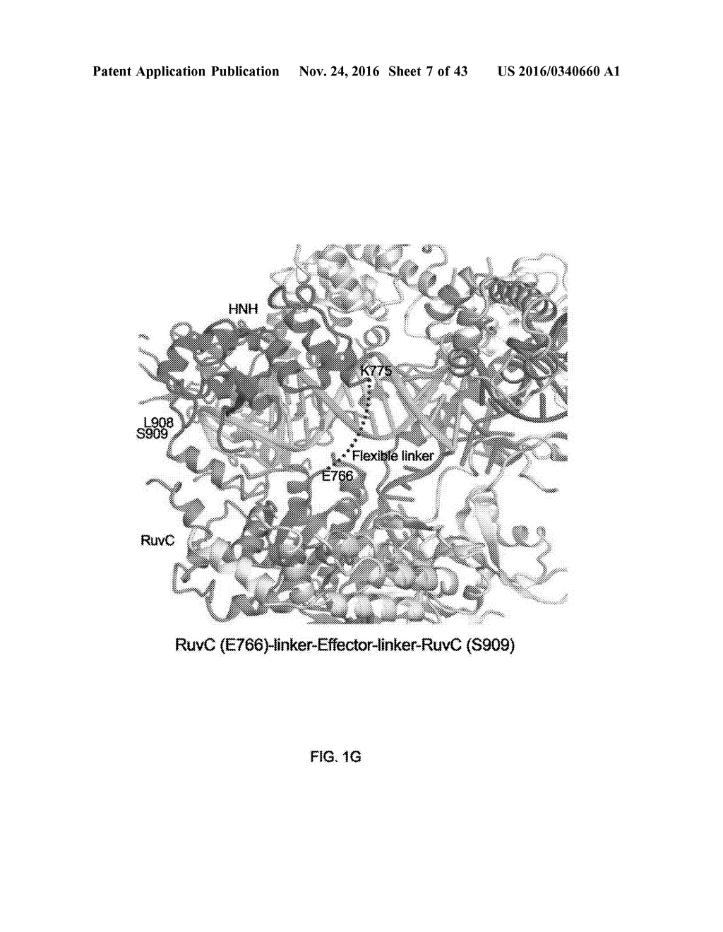 CRISPR-CAS SYSTEMS, CRYSTAL STRUCTURE AND USES THEREOF - diagram, schematic, and image 08