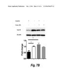 Histone Deacetylase 6 Selective Inhibitors for the Treatment of     Cisplatin-Induced Peripheral Neuropathy diagram and image