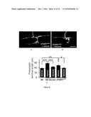 TREATMENT OF NEUROLOGICAL DISORDERS diagram and image