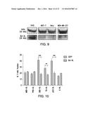 TARGETING P53 AND ITS DNA-BINDING DOMAIN diagram and image