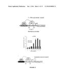 NEGATIVE SELECTION AND STRINGENCY MODULATION IN CONTINUOUS EVOLUTION     SYSTEMS diagram and image