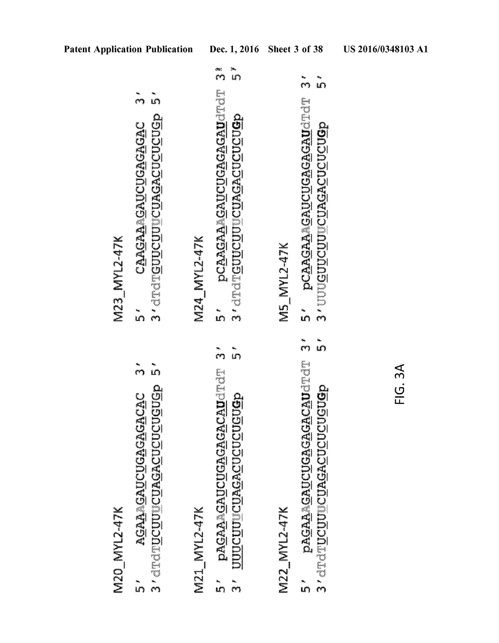 Oligonucleotides and Methods for Treatment of Cardiomyopathy Using RNA     Interference - diagram, schematic, and image 04